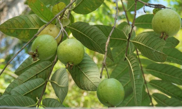 Manfaat jambu biji untuk kesehatan, Sumber: kompas.com