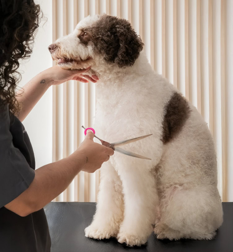 Tijeras peluquería canina sobre nosotros