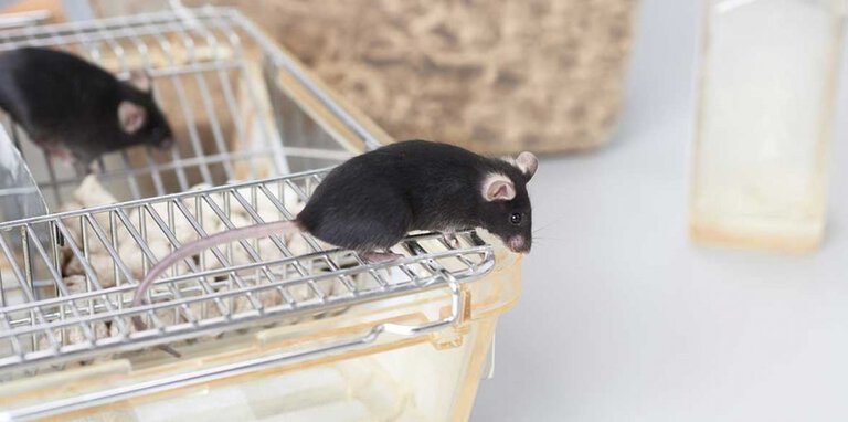 Exploring black mouse