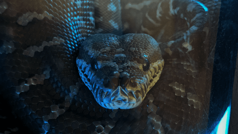 A Portfolio of Art by Janelle Hickson