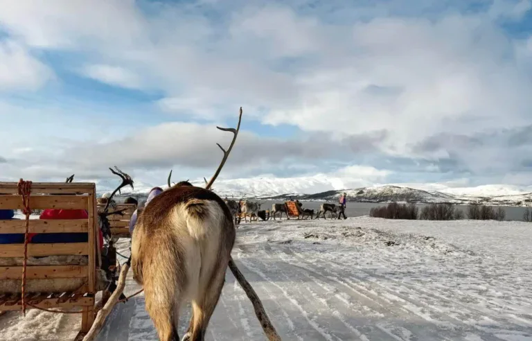 Tromso Reindeer Sledding - header image