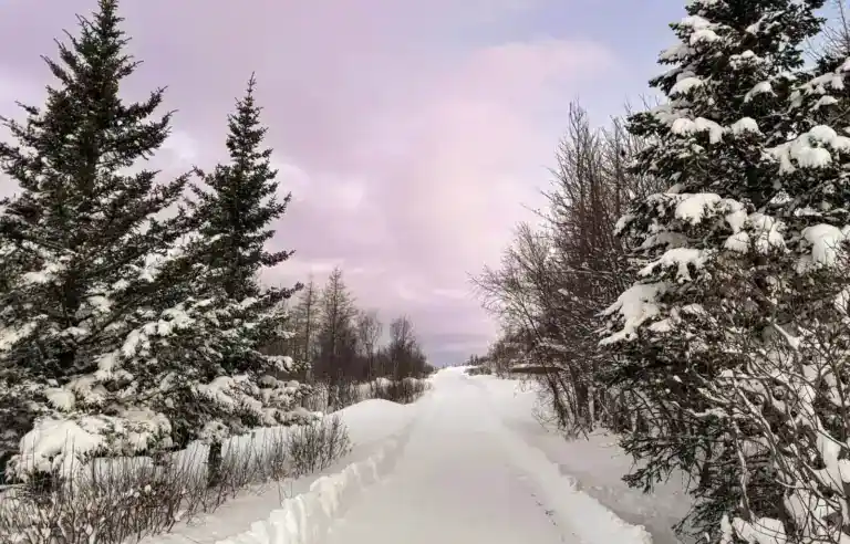 Iceland in winter - snowy trees and a sunset sky - header image