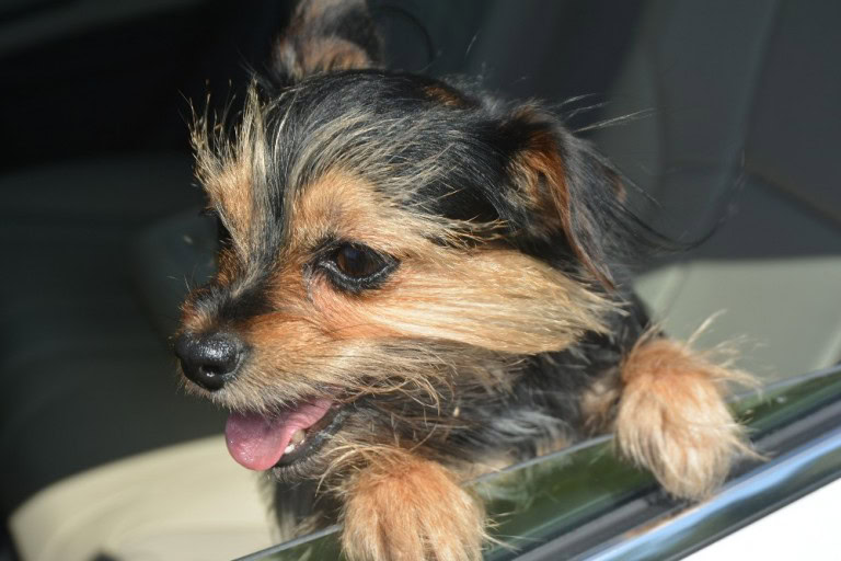 Happy Dog in the car, driving with a dog