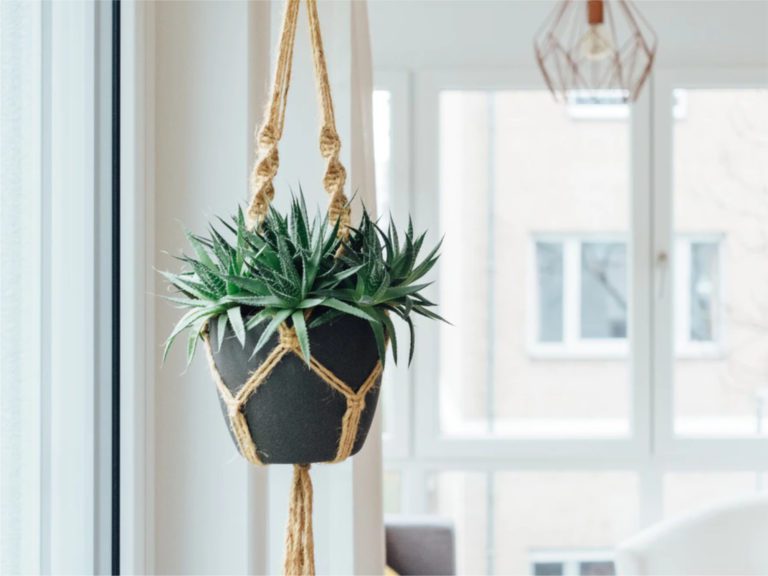 accessori per arredare casa con le piante