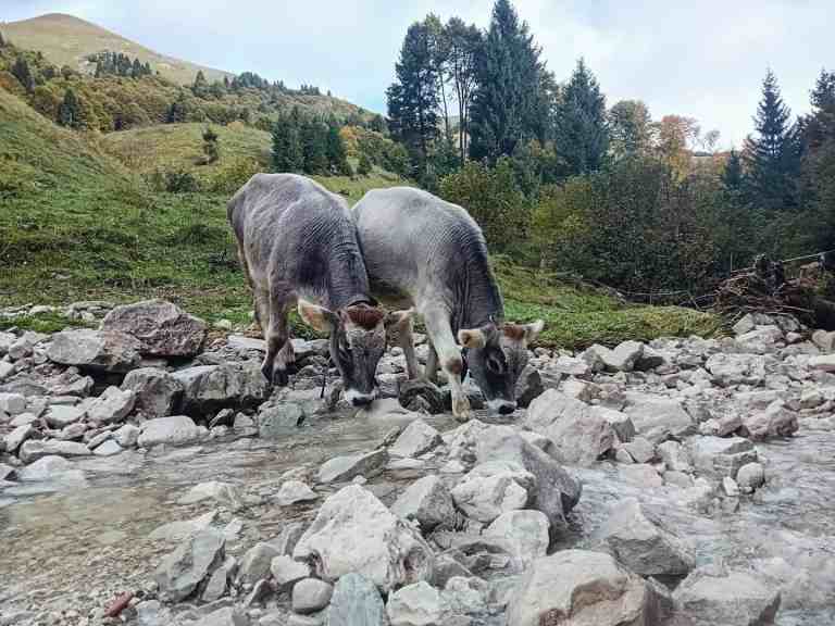 Due mucche che si abbeverano in un ruscello di montagna.