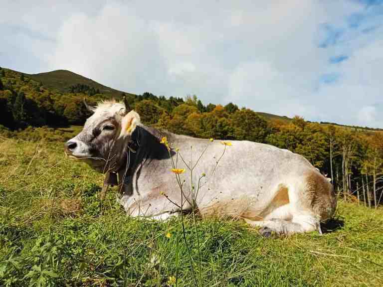 Mucca in pascolo con paesaggio montano e cielo sereno.