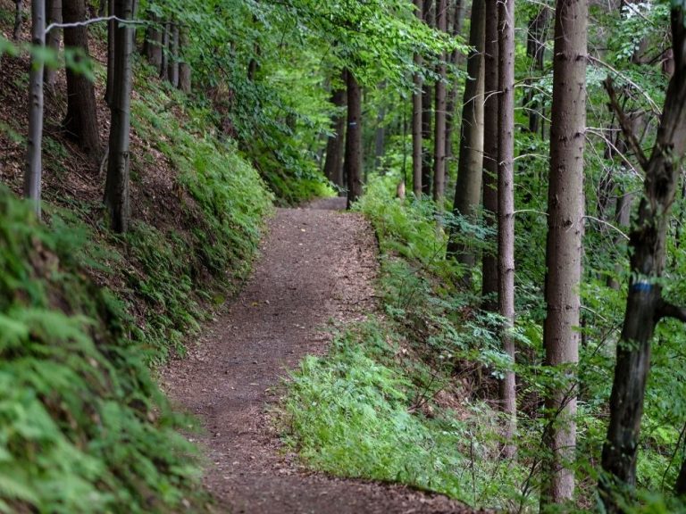 hiking, woods
