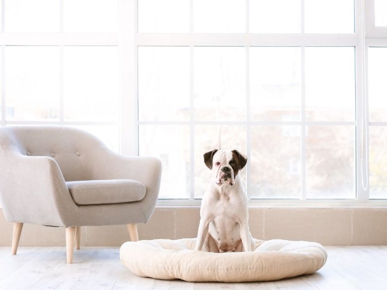 Make Money Online, dog, house, dog sitter, pet walker, How to Soothe an Anxious Dog, Keeping Dogs Calm When Left Alone