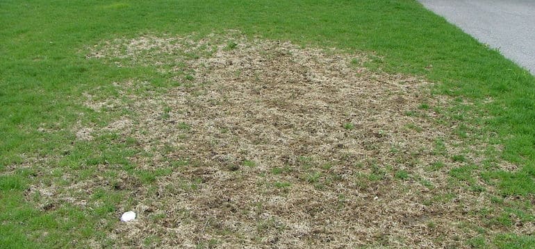 Controlling Grubs in Lawns: Fall Treatments & Spring Prevention ...