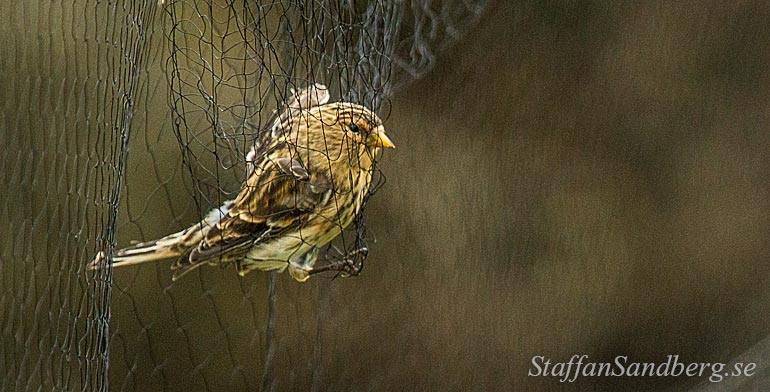 Fågel i nät