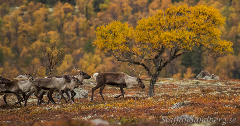 Renar bland höstfärger.