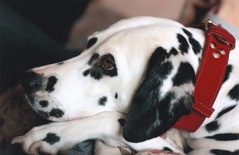 dalmatian-dog