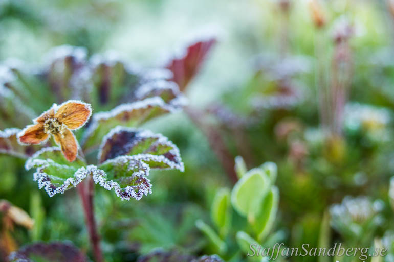 Frost på blad