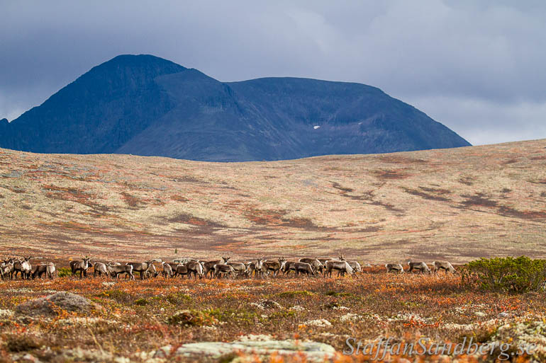 Renar med Sølen i bakgrunden.