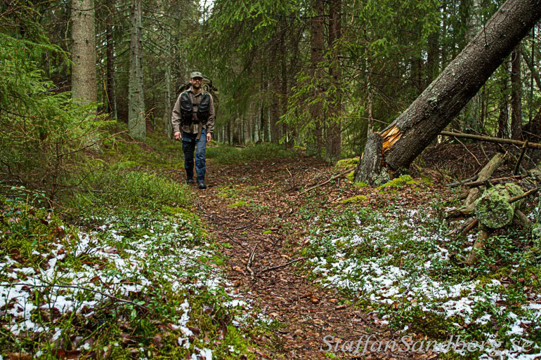 Vandring genom skog.