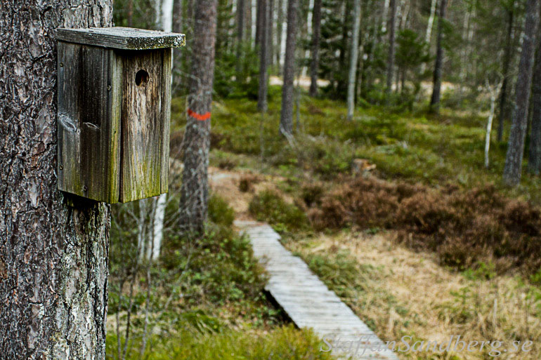 Fågelholk