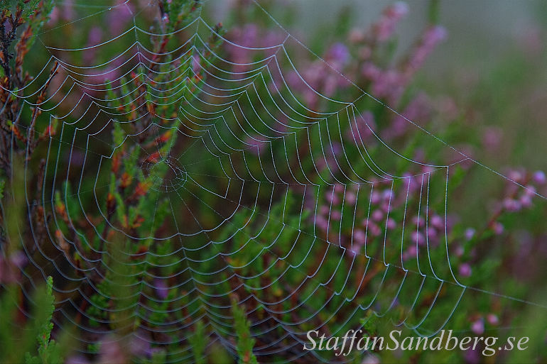 Spindelnät