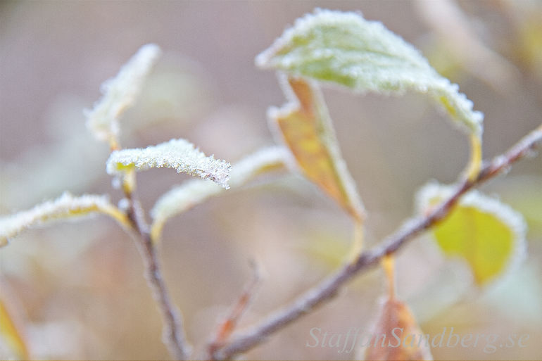 Frost