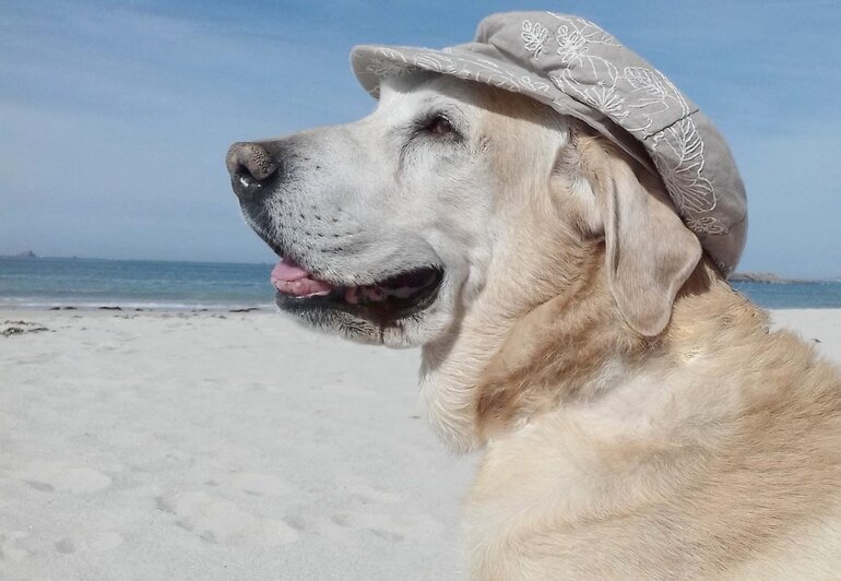 dog at the beach, tips for traveling with a dog
