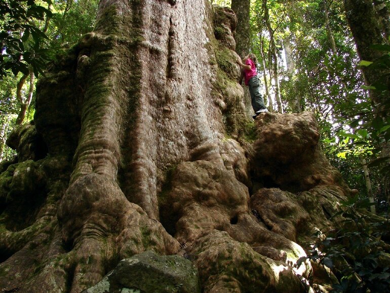 Lamington National Park, magical places in Queensland