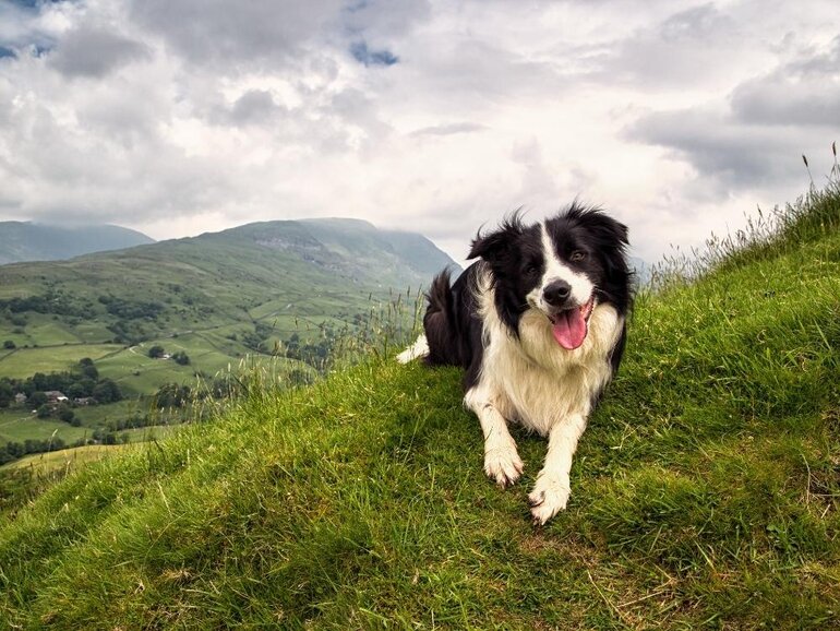 Border Collie, travel friendly dog breeds, dog joint health, How to Soothe an Anxious Dog, Traveling With a Dog Tips