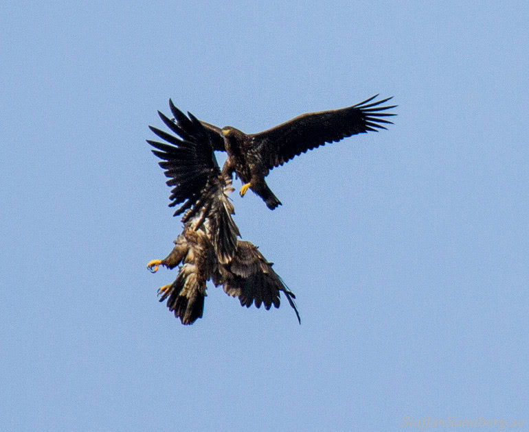 Örnar som slåss.