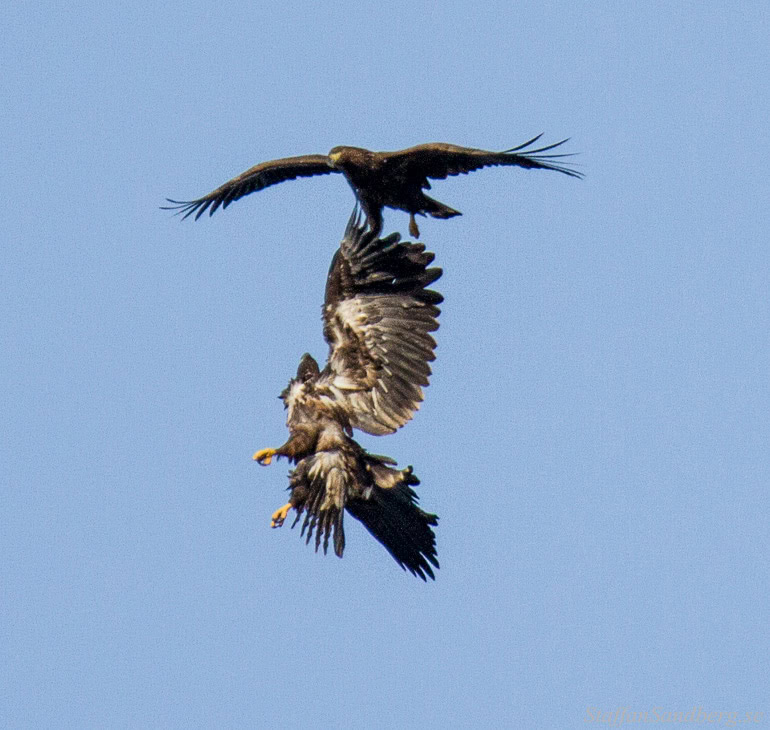 Örnar som slåss.