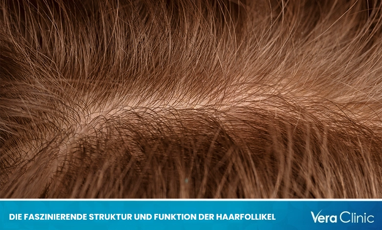 Struktur und Funktion der Haarfollikel