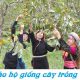 Tờ khai đăng ký bảo hộ giống cây trồng theo quy định
