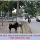 Quy định mức phạt, bồi thường đối với chủ nuôi chó, mèo ở Hà Nội