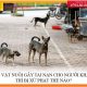 Để vật nuôi gây tai nạn cho người khác thì bị xử phạt thế nào?