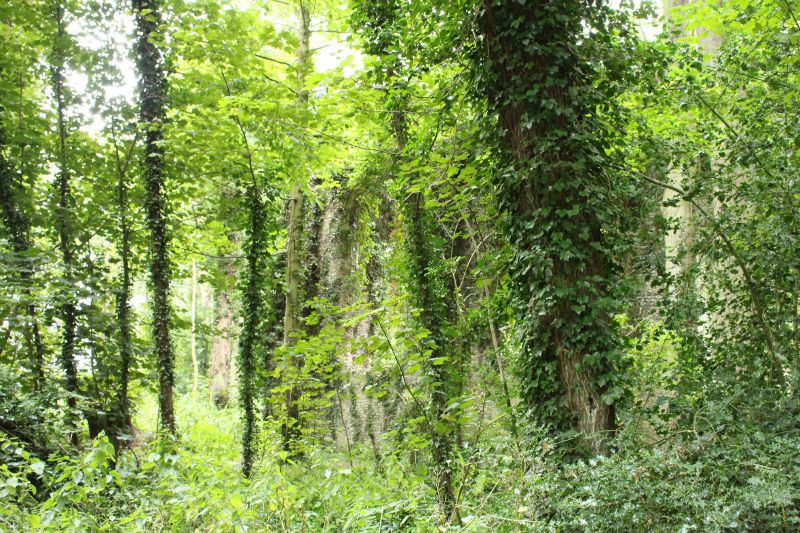 Norfolk Folklore: St. Mary's Church and the Witch's Wooden Leg 3 Norfolk Folklore