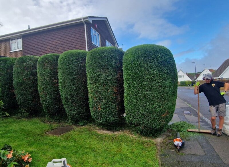 Hedge cutting before birdnesting season in Sussex & Surrey by JM Landscaping.