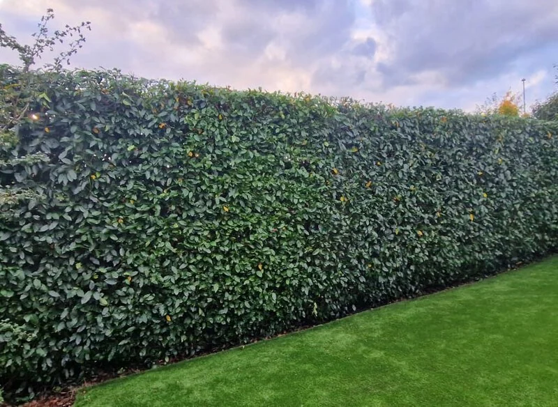 Wildlife-friendly hedge cutting before birdnesting season to protect local birds.