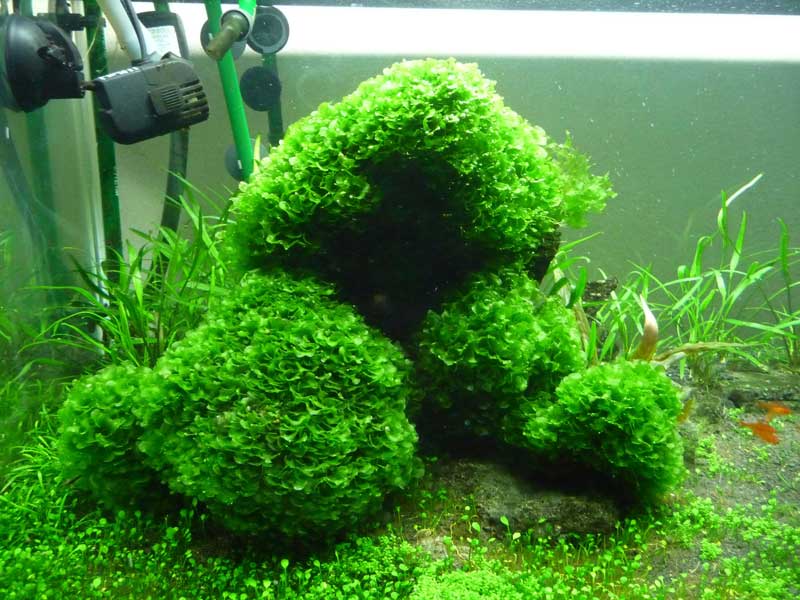 Pellia liverwort