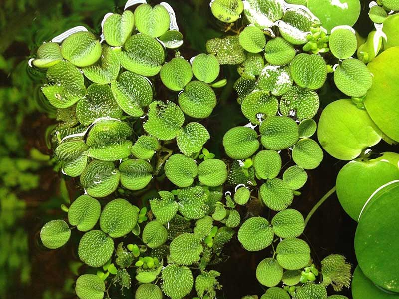 Floating Aquatic Plants