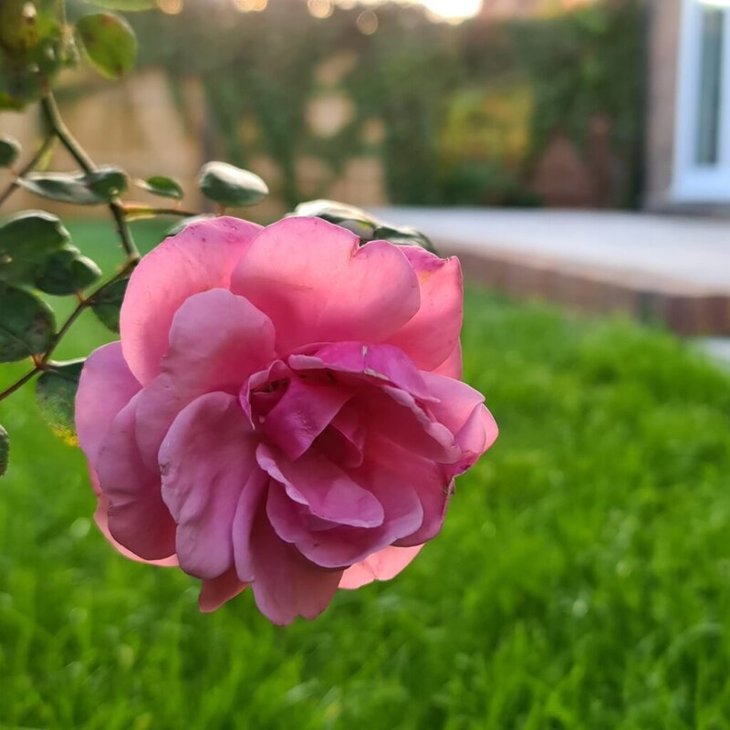 Horticulture_4