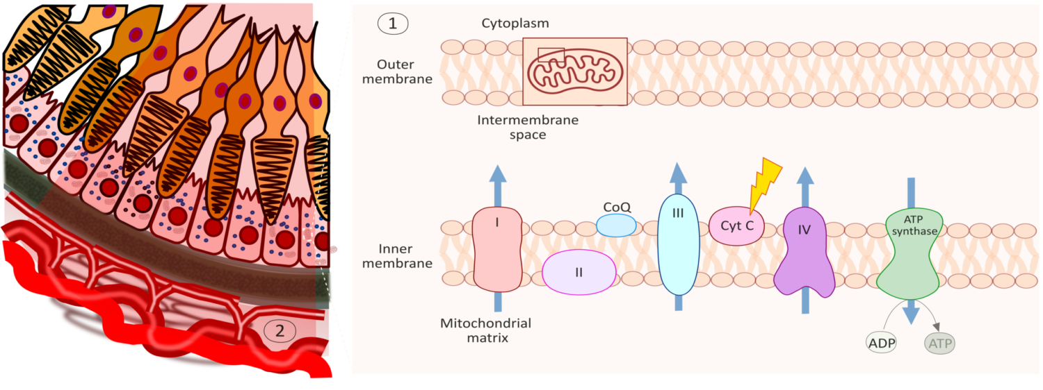 PBM: mitochondrial respiratory chain activation in photoreceptors and RPE