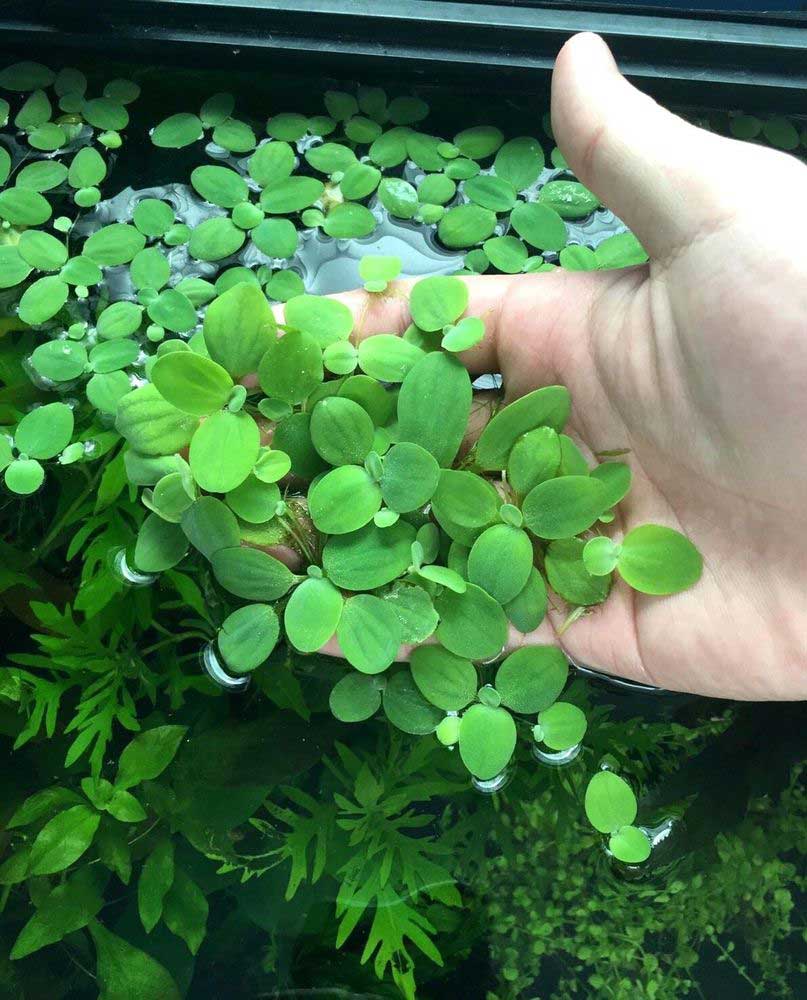 Water Lettuce aquarium plant