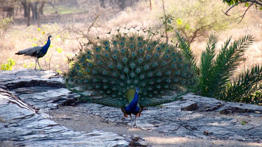 The Real Jungle Book Travel Guide
