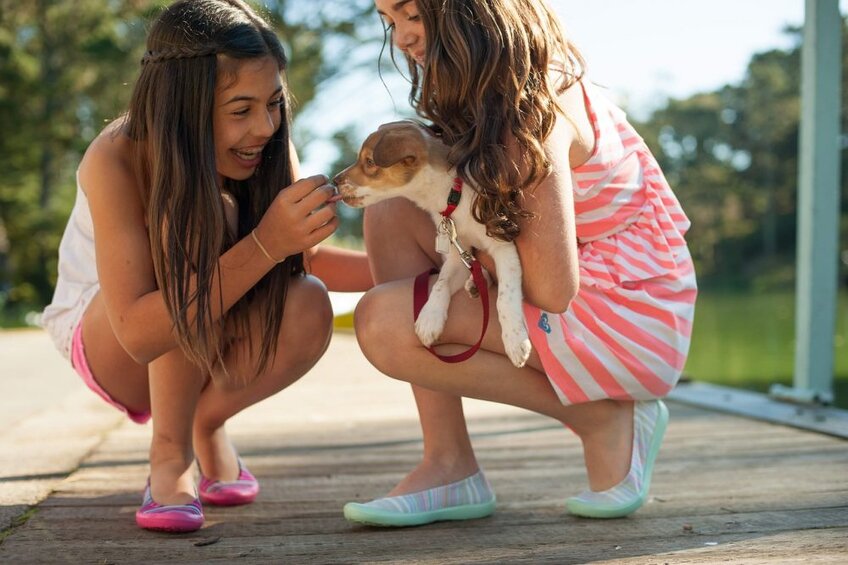 getting a dog
