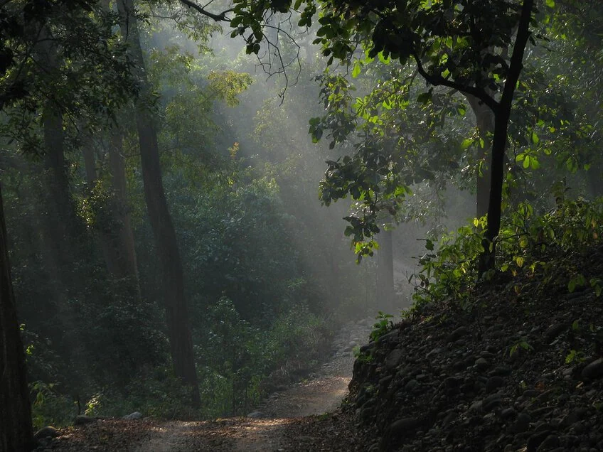 The Real Jungle Book Travel Guide