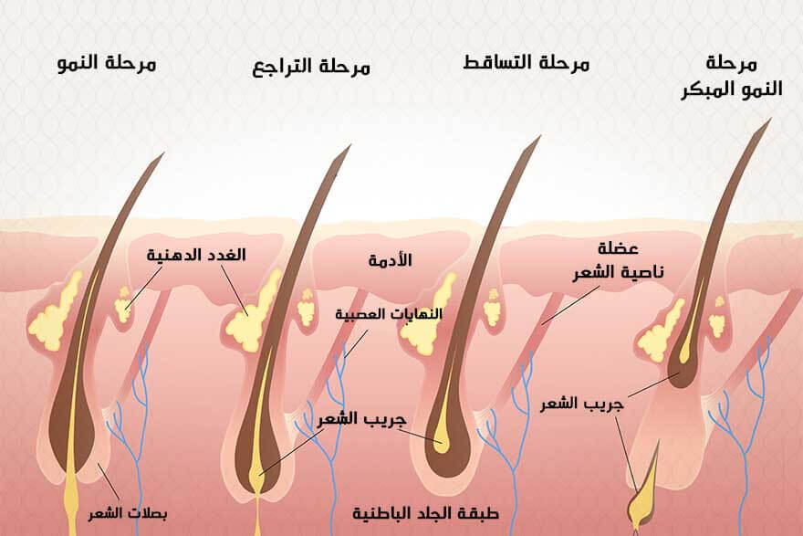 مراحل نمو الشعر