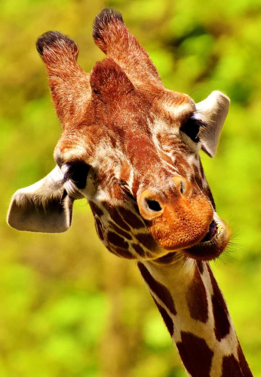 Los Angeles Zoo