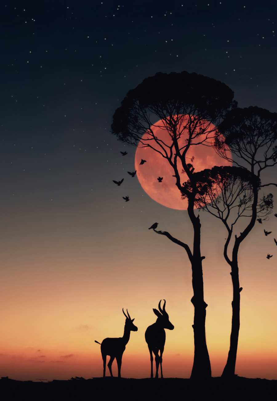 unique travel trips, safari