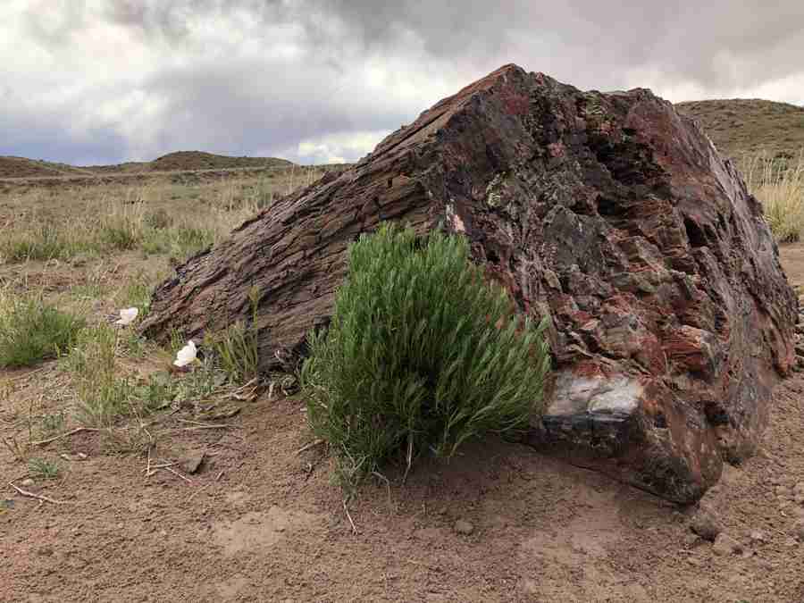 Jasper Forest Petrified Forest