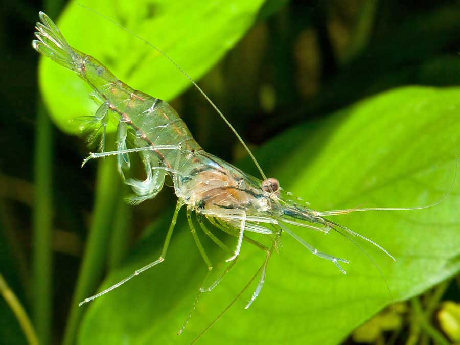 Glass shrimp care shop