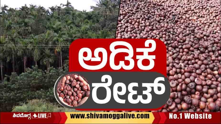 ADIKE-RATE-SHIVAMOGGA-LIVE-NEWS - Areca Price