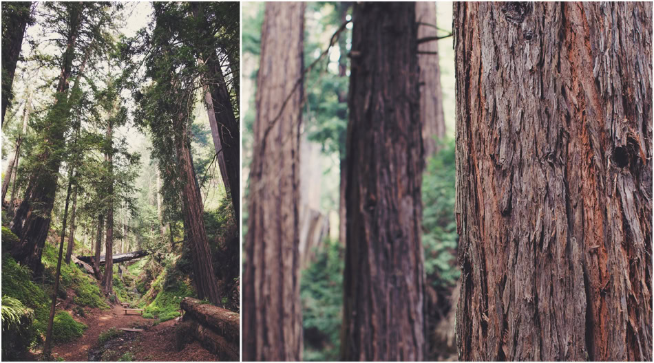 Elopement in Big Sur