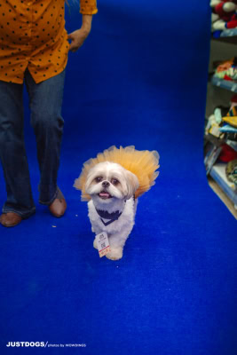 JUSTDOGS INSTORE PET EVENT